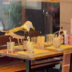 Klaut einfach das Essen 😅