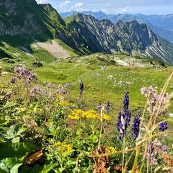 Schöne Blumenwiese auf 2.000 Meter