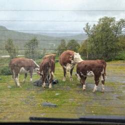 Mutter mit vier Jungen, ...