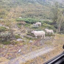 Schafe am Morgen ...