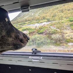 ... bringen Gustav Kummer und Sorgen 🫤