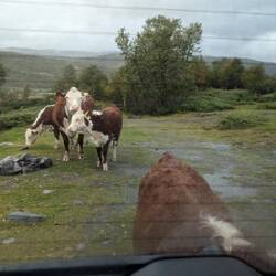 ... von dem sich eines an der Anhängerkupplung schubbert. 🤣
