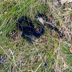 ..und eine schwarze Kreuzotter – nein danke!