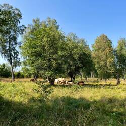 So kommen wir des Öfteren an Kühen vorbei,..