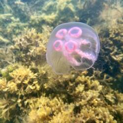 Unter mir finden sich ein paar Ohrenquallen,..