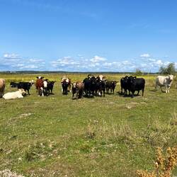 ..in diesem Fall gehen wir aber außerhalb der Weide.