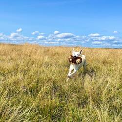 Johnny hat aber ohnehin Besseres zu tun, als sich mit den Kühen zu beschäftigen.