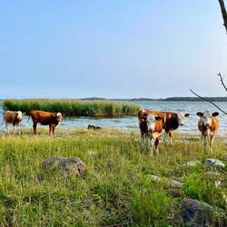 Da bleibe ich dann doch lieber an unserem Stellplatz, bei Tieren, die ich deutlich mehr schätze,..