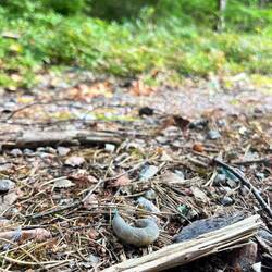 Auf der Suche nach dem Auerhahn finde ich Lindenschwärmer..