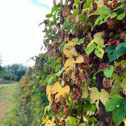 Daneben finden sich angebauter Hopfen, sowie..