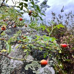 ..Hagebutten, die dem Nieselregen ausgesetzt sind.
