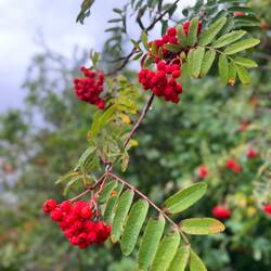 In Söderköping angekommen, finden sich zunächst Vogelbeeren und..