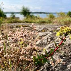 ..wildsprießender Hasenklee und Große Fetthenne.