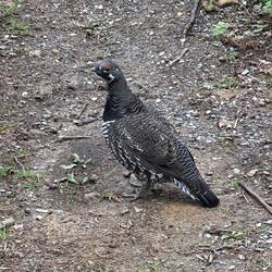 This kind bird led us up the steep path!