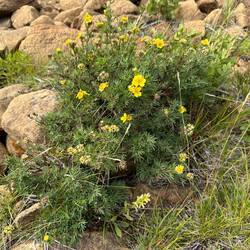 Tiny flowering shrubs cling to the rocky ground