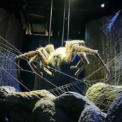 Aragogs Kinder