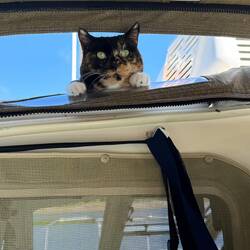 The princess sunning on the roof
