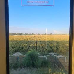This part of Xinjiang is further from the desert and feeling oddly at home with fields and trees