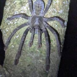 Ungoliant: gefunden!