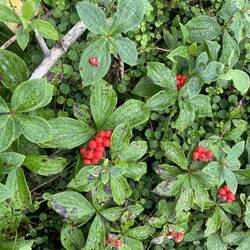 Berries that give the pond its name