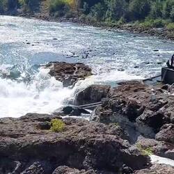Lachse versuchen hichzuspringen