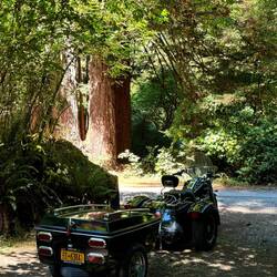 My campsite in the redwoods