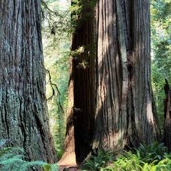 Redwoods have shallow root systems that extend up to 200' and "web" with other trees to stay strong!