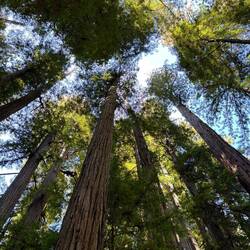 I preferred the experience of a long hike to see the forest as a whole