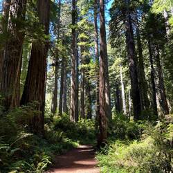 Damnation Creek Trail
