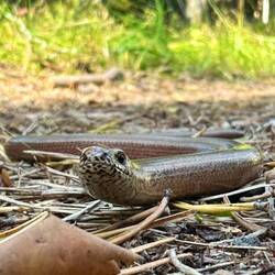 Besuch am Morgenspaziergang