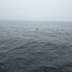 Boeitje in de oceaan