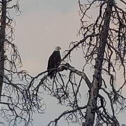 American Bald Eagle!