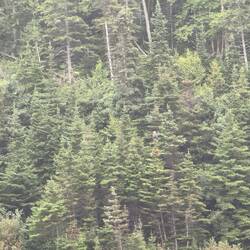 Bald eagle in the centre of the photo