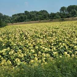 So much corn is grown in the area