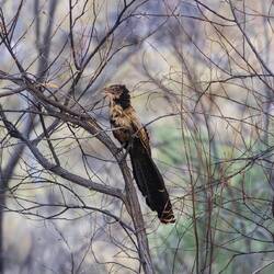 Pheasant Coucal