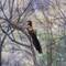 Pheasant Coucal