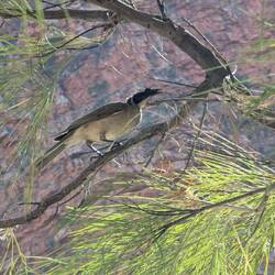 Silver-crowned Friarbird
