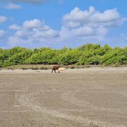Milo machte tausend Fotos von den Schafen 😂