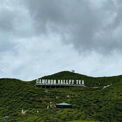 Cameron Valley Tea Plantage