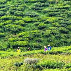 Cameron Valley Tea Plantage
