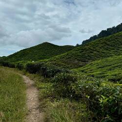 Cameron Valley Tea Plantage