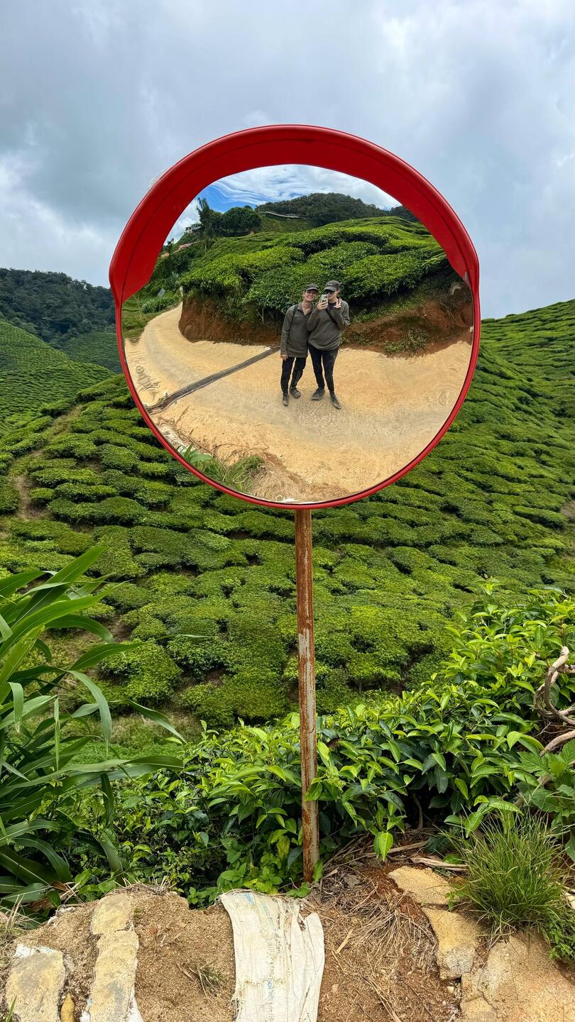 Cameron Valley Tea Plantage