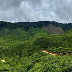 Cameron Valley Tea Plantage
