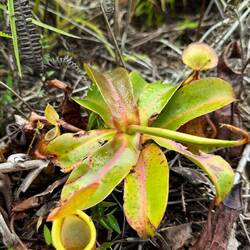 Nepenthes macfarlanei
