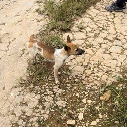 Kleiner armer Welpe :/