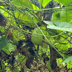 Undefinierbare Frucht