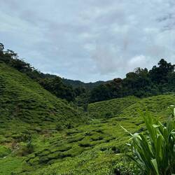 Cameron Valley Tea Plantage
