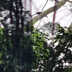 Zu 90% ein Nashornvogel