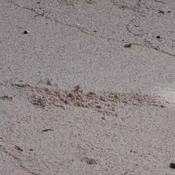 Mr. Crabs beim Frühjahrsputz