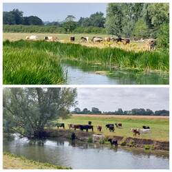 Views of cows along the riverbanks